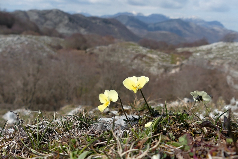 Dactylorhiza romana e prime fioriture tra Lazio e Campania - marzo 2023.